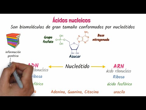 ¿De qué están compuestos los ácidos nucleicos?