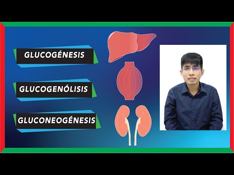 Donde se realiza la glucogenólisis y cómo afecta al cuerpo.