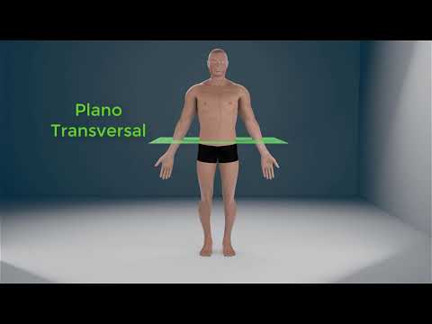 Características corporales fundamentales del ser humano: una visión detallada