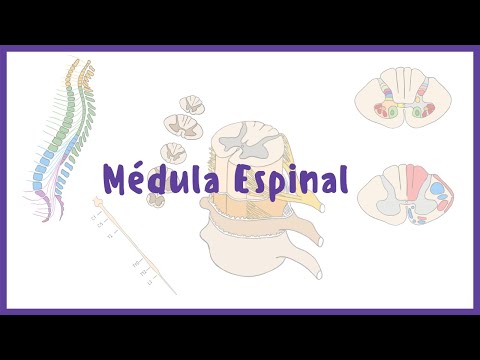 Descubre la fascinante anatomía interna de la médula espinal