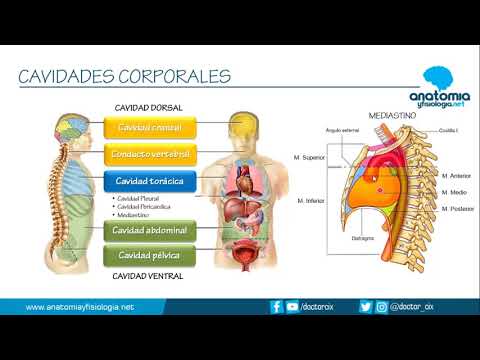 Tipos de cavidades en el cuerpo humano: una exploración detallada