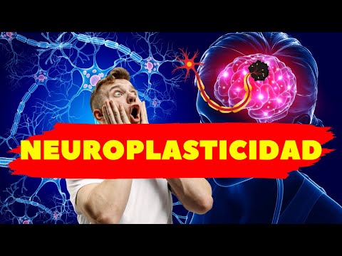 El esquema de plasticidad y el sistema nervioso: una visión completa