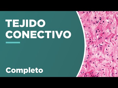 El tejido conjuntivo: su ubicación dentro del cuerpo humano