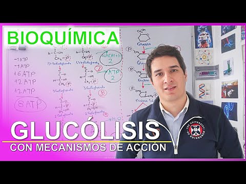 ¿Cuántas reacciones tiene la glucólisis y cómo funcionan?