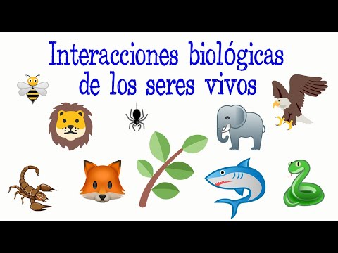 Relaciones positivas y negativas en ecología: un análisis profundo