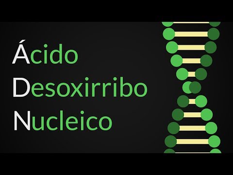 La Importancia, Función y Ubicación del ADN en la Genética