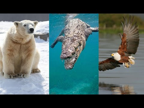 Animales presentes en el ecosistema terrestre: una diversidad sorprendente