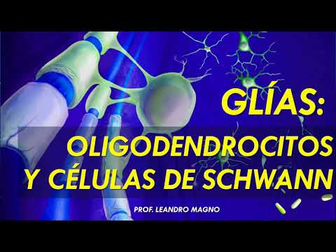 Oligodendrocitos y células de Schwann: clave en la mielinización.