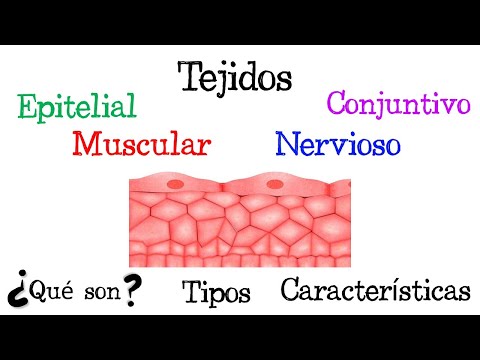 La célula, tejido, órgano: la base del sistema en el individuo.