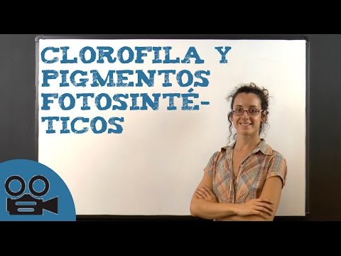 pigmentos llamados clorofila.