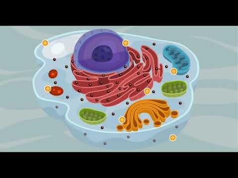 Importancia de la célula en el ser humano: ¿Cuál es?