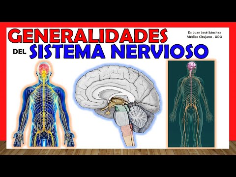 Fisiología y anatomía del sistema nervioso: Un análisis detallado.