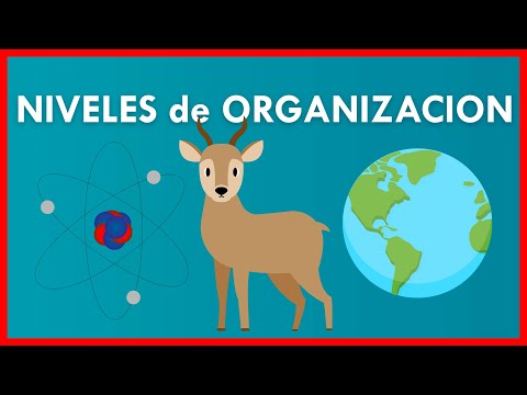 ¿Cuál es la utilidad de los niveles de organización en la materia viva?