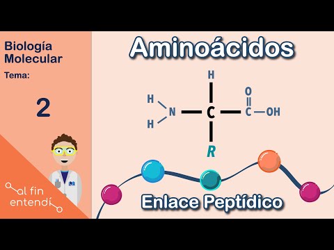 ¿Cómo se llama el enlace que une a los aminoácidos?