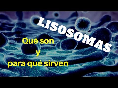 Función de las vacuolas y lisosomas en las células.