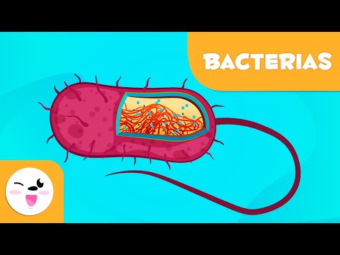 Cuál es la reproducción de las bacterias