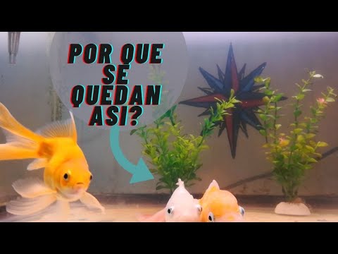 Por qué los peces se quedan en el fondo, sin moverse?