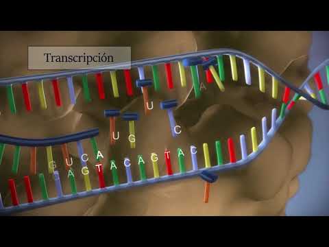 La estructura de la proteína se establece con información genética.