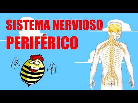 La función principal del sistema nervioso periférico: una explicación breve.