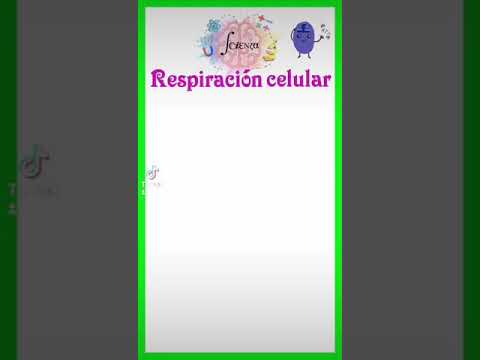 ¿Cuál característica es correcta para la respiración celular en estudio?