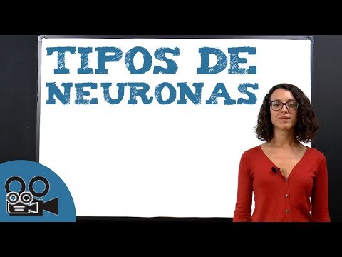 Tipos de neuronas: bipolares, unipolares y multipolares