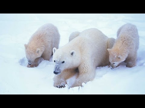 Animales que habitan en el clima polar: una fascinante exploración