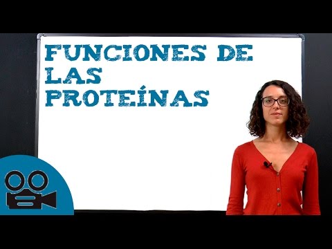 Características, funciones: Las proteínas y sus roles en el organismo