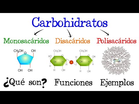 La función estructural de los carbohidratos: una visión profunda.