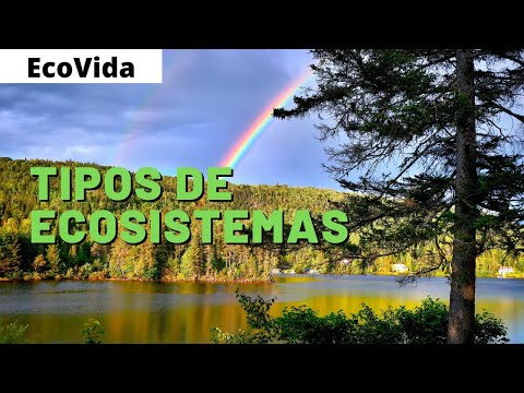 Características esenciales de un ecosistema natural y su importancia.