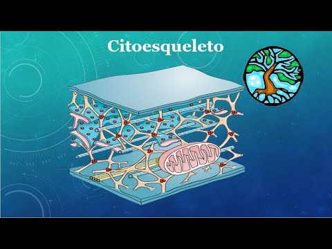 ¿Cuál es la función de los microtúbulos en las células?