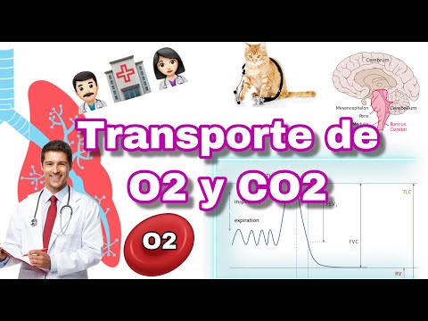 ¿Cuántas moléculas de oxígeno transporta la hemoglobina?