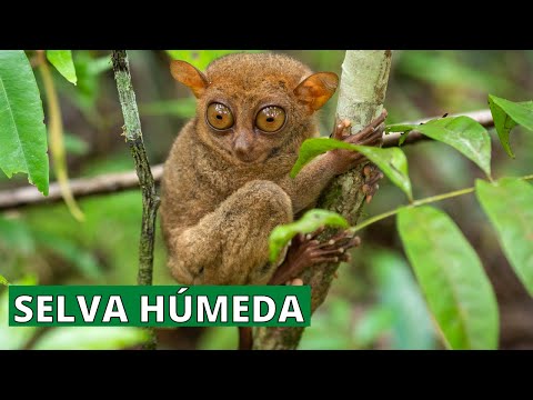 Tipos de vegetación en la selva: una diversidad exuberante.