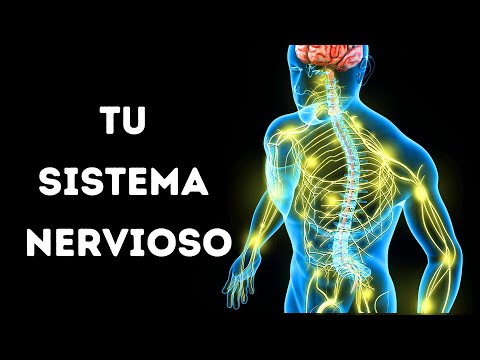 ¿Cuál es la importancia del sistema nervioso en nuestro cuerpo?