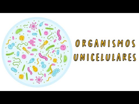 Descubre el organismo unicelular presente en el cuerpo humano