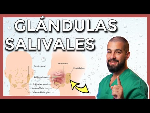 Glandulas salivales: anatomía y fisiología, aspectos fundamentales a conocer