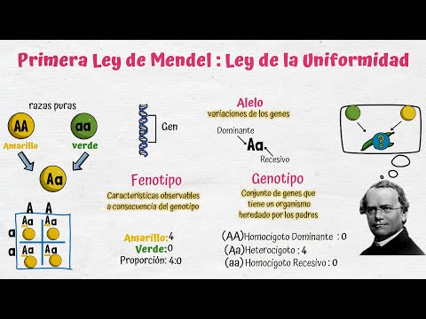 Aplicación de la genética mendeliana en medicina: una perspectiva actual.