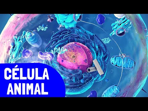 La célula animal y sus organelos: una mirada en detalle
