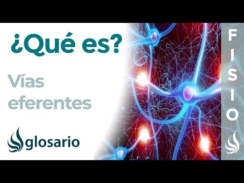 La neurona aferente, interneurona y eferente: funciones y características