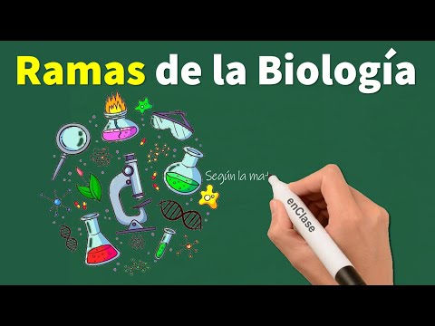 Disciplinas que apoyan a la biología: un análisis de su importancia.