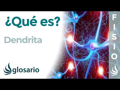 Cantidad de dendritas presentes en una neurona: ¿Cuál es?