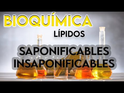 Función de los lípidos saponificables: ¿Qué son y para qué sirven?