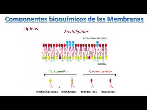 Membrana celular y plasmática: ¿son sinónimos en la biología?