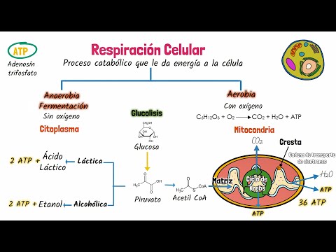 Enzimas clave en el proceso de respiración anaeróbica