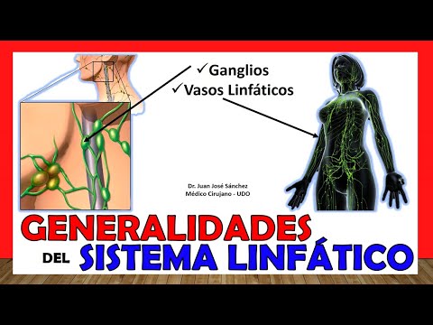 El sistema linfático: estructura y funciones básicas del cuerpo.