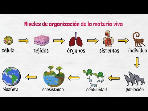 Niveles de organización de la materia viva individual: Un análisis detallado