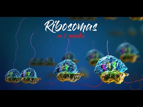 Ribosomas unidos: creadores de proteínas esenciales