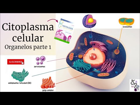Matriz citoplasmática y sus componentes celulares: clave del funcionamiento celular.