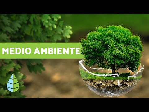 Estructura del medio ambiente: Ecología en detalle