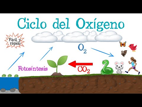 Ciclo biogeoquímico del oxígeno: maqueta que representa su funcionamiento