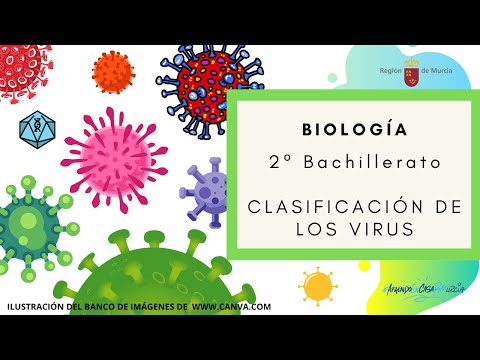 Criterios para clasificar a los virus: una guía informativa esencial